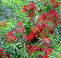Bottlebrush B  B - Internet Find