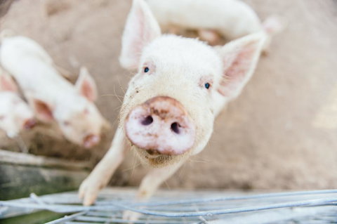 Blackwattle Farm - Qld Realsetate 2