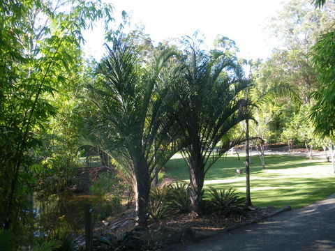 BoBRENE On Tamborine Nude Retreat - Quaint Cottage - Renee 2