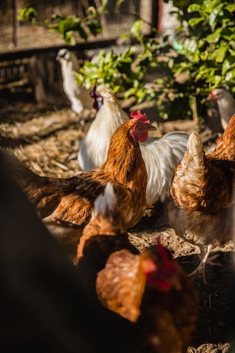 Capers Guesthouse, Barn And Cottage - Renee 3