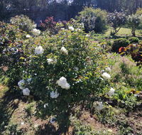 Carisbrook Country Retreat Motel - Internet Find
