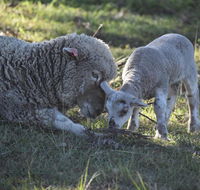 Clandulla Cottages  Farmstay - Internet Find