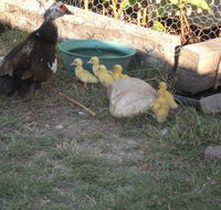 Corella Creek Country Farm Stay - Internet Find