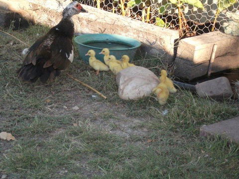 Corella Creek Country Farm Stay - Qld Realsetate 0