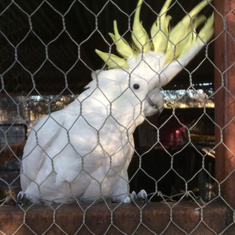 Corella Creek Country Farm Stay - Qld Realsetate 3