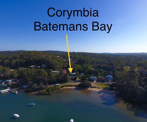 Corymbia Batemans Bay - Renee 1