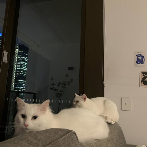 Darling Harbour View - Renee 2