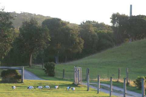 Driftwood Villas - Internet Find 1