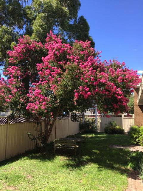 Eaglehawk Motel - Renee 3