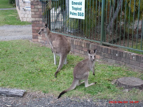 Emerald Tropical Palms B & B - Renee 1
