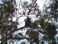 Business in Haden QLD Internet Find Internet Find