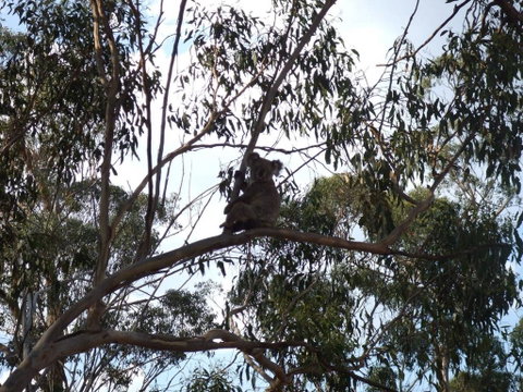 Escape To The Country - Enjoy The Firepit Or Explore Magical Bunya Mountains - Internet Find 0