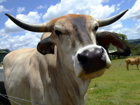 Escape To The Country - Enjoy The Firepit Or Explore Magical Bunya Mountains - Internet Find 2