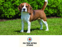 Fig Tree Retro Studio