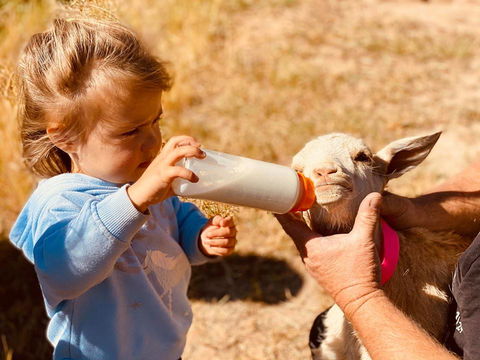 Glenview Alpaca Farm - Renee 1