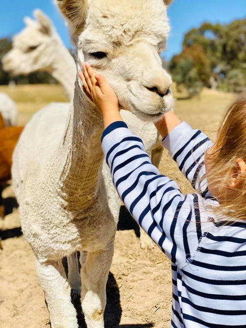 Glenview Alpaca Farm - Renee 3