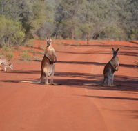 Gundabooka National Park Cottages - Renee