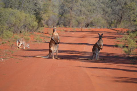 Gundabooka National Park Cottages - Renee 0