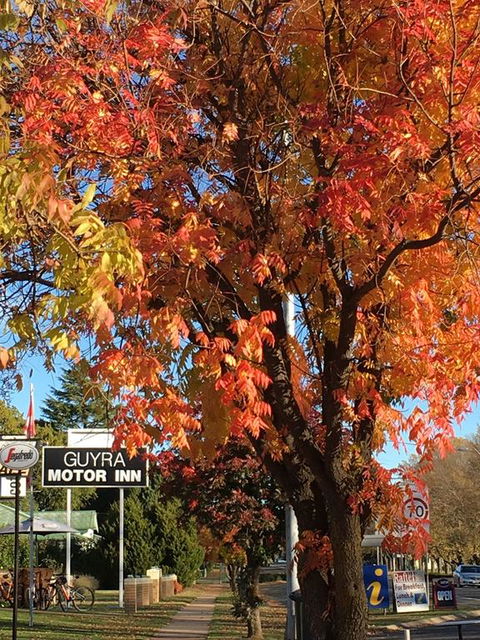 Guyra Motor Inn - Renee 3