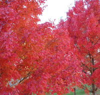 HEALESVILLE GETAWAY - Internet Find