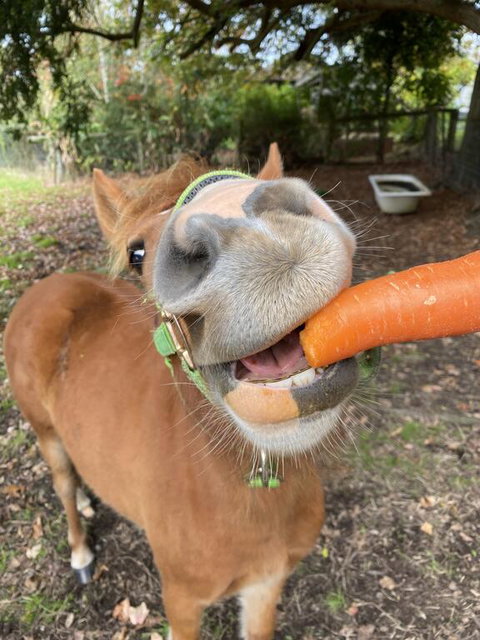 Kongwak Views - Swimm 2