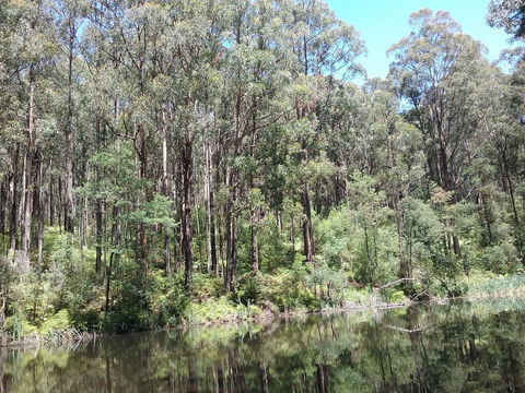 Lyrebird Gully Retreat - Renee 2