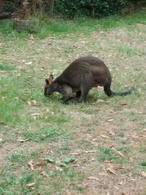 Lyrebird Gully Retreat - Renee 1