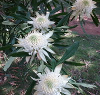 Lyrebird Gully Retreat - Internet Find
