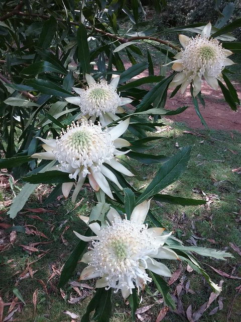 Lyrebird Gully Retreat - Renee 0