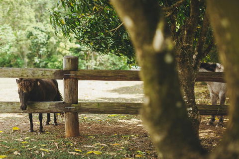 Mango Hill Farm - Renee 2