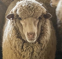 Mascot Cottage - Pet Friendly and Complimentary Breakfast Hamper - Renee