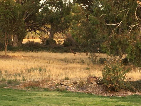 Murrord Wetlands - Internet Find 3