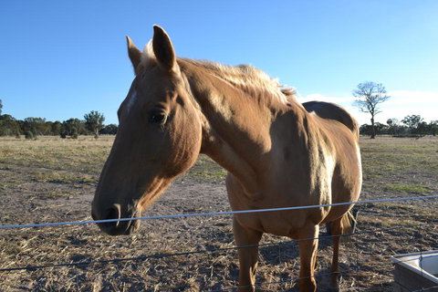 Penny's Place In The Pyrenees - Qld Realsetate 0