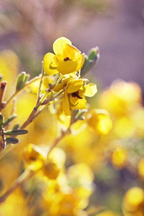 Pichi Richi Park - Renee 3