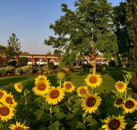 Quirindi Sunflower Motor Inn - Renee