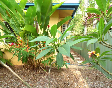 Rainforest Cottage Cairns - Renee 0