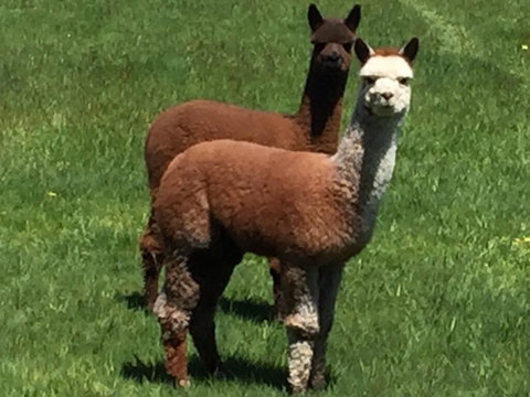 Raynella Alpaca Farmstay - Renee 3