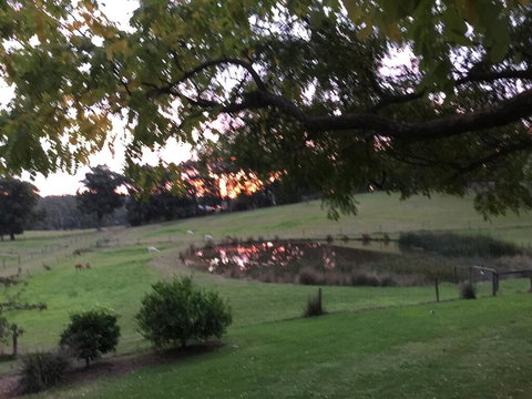 Raynella Alpaca Farmstay - Renee 2