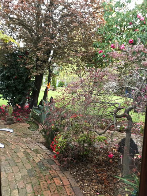 Stony Rise Cottage B&B - Renee 1