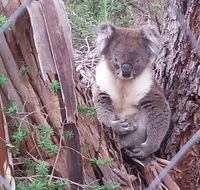 Stringybark Hills Retreat - Internet Find