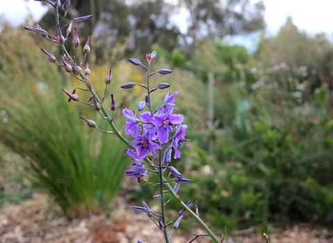 The Chocolate Lily Bed & Breakfast - Swimm 3