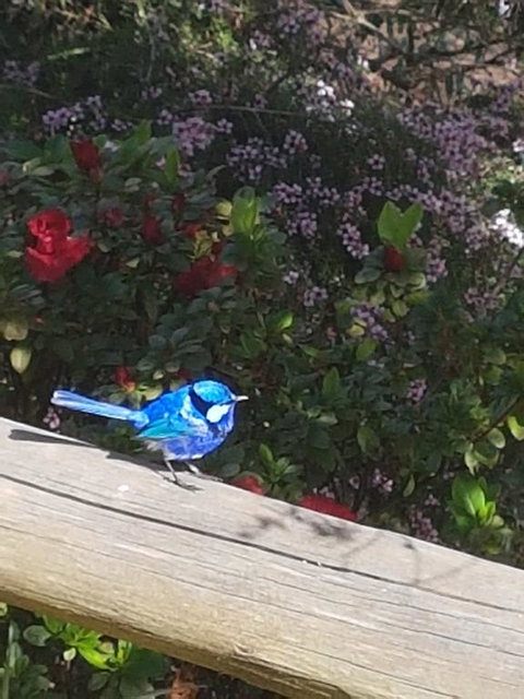 The Coombe On Wilson Inlet - Qld Realsetate 1