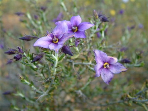 The Coombe On Wilson Inlet - Internet Find 2