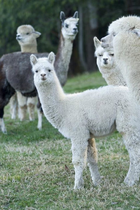 The Heavens Mountain Escape - Qld Realsetate 3