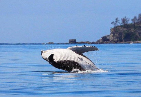 The Huskisson - Swimm 2