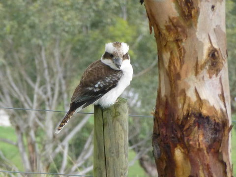 The Little House On The Hill - Renee 1
