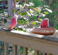 The Treehouse In Dawesville - Renee
