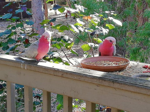 The Treehouse In Dawesville - Renee 0