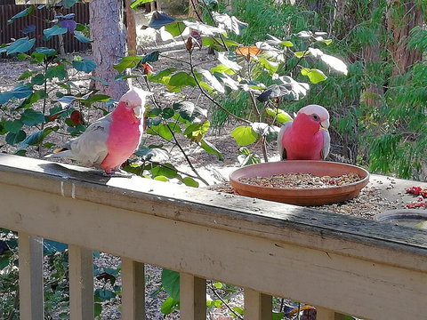 The Treehouse In Dawesville - Renee 1