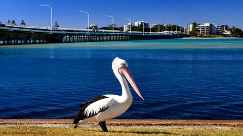 Tokelau 2 - Tuncurry Townhouse - Renee 3